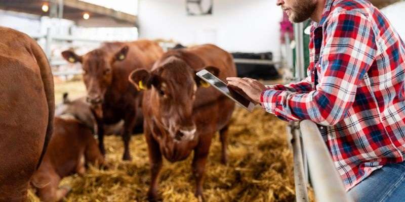 Farmer looking over his finances in cattle barn.