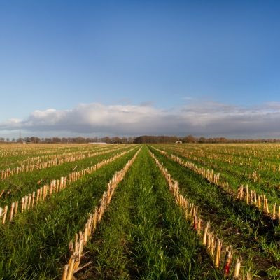 Storm coming upon a field of crops.